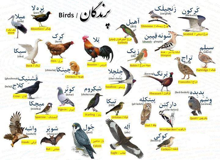 پرندگان