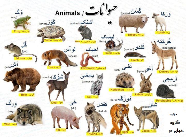 حیوانات